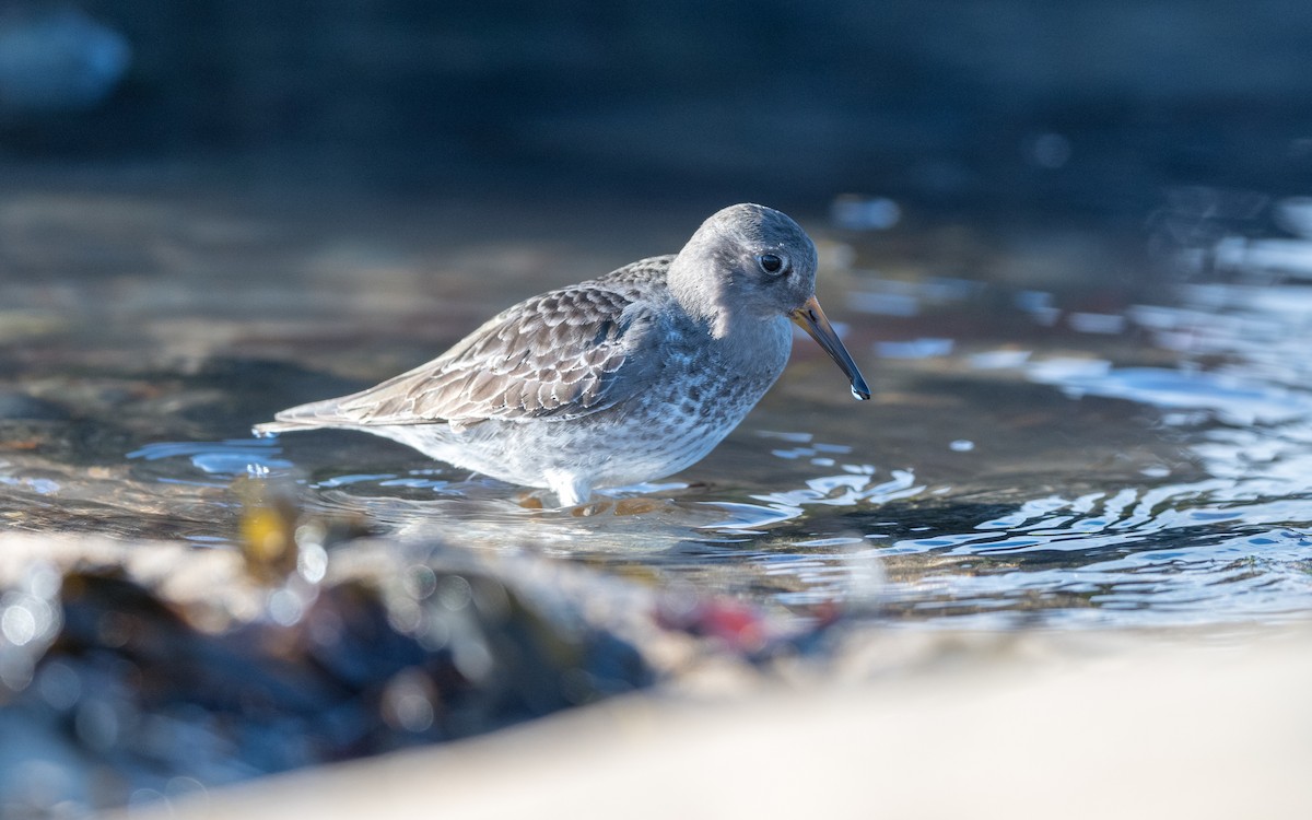 Purple Sandpiper - Serge Horellou