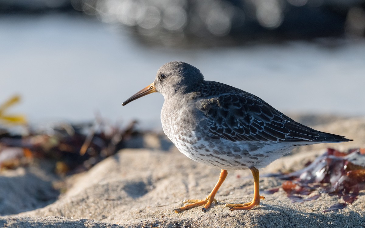 Meerstrandläufer - ML623948070