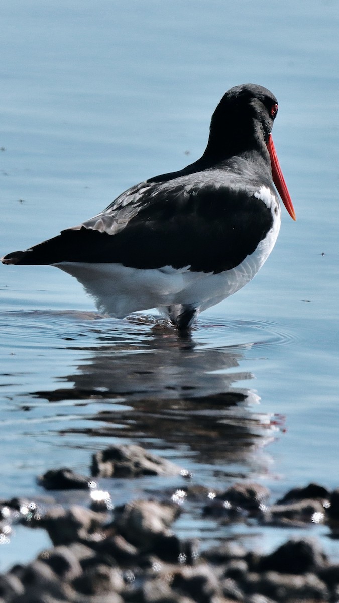 Pied Oystercatcher - ML623948080