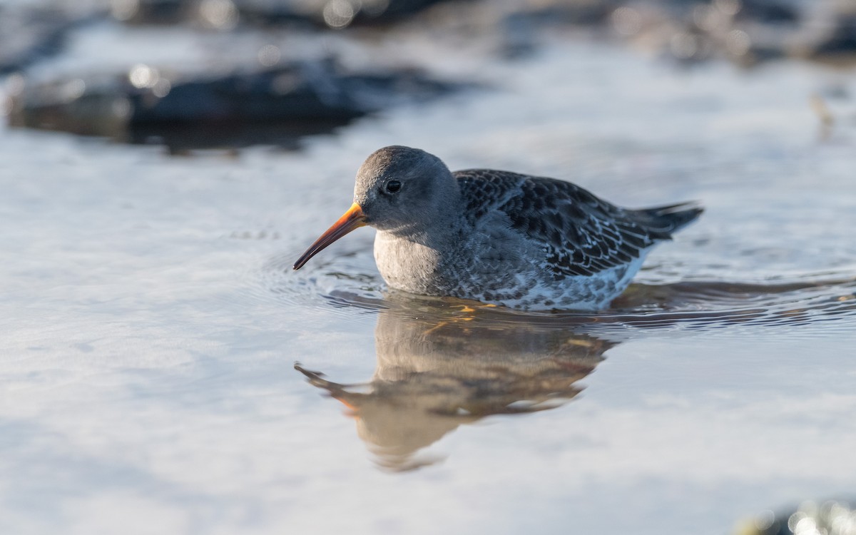 Purple Sandpiper - Serge Horellou