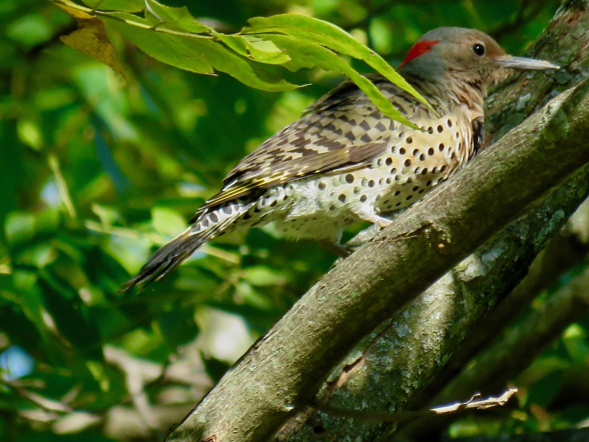 Northern Flicker - ML623948086