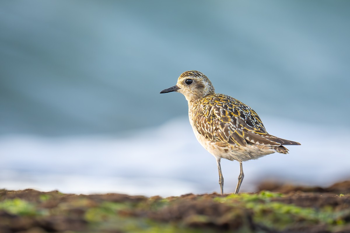 Pacific Golden-Plover - ML623948099