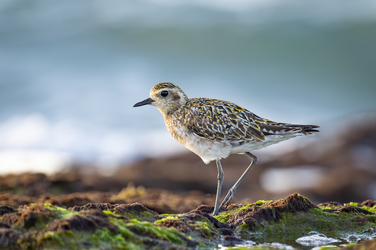 Pacific Golden-Plover - ML623948100