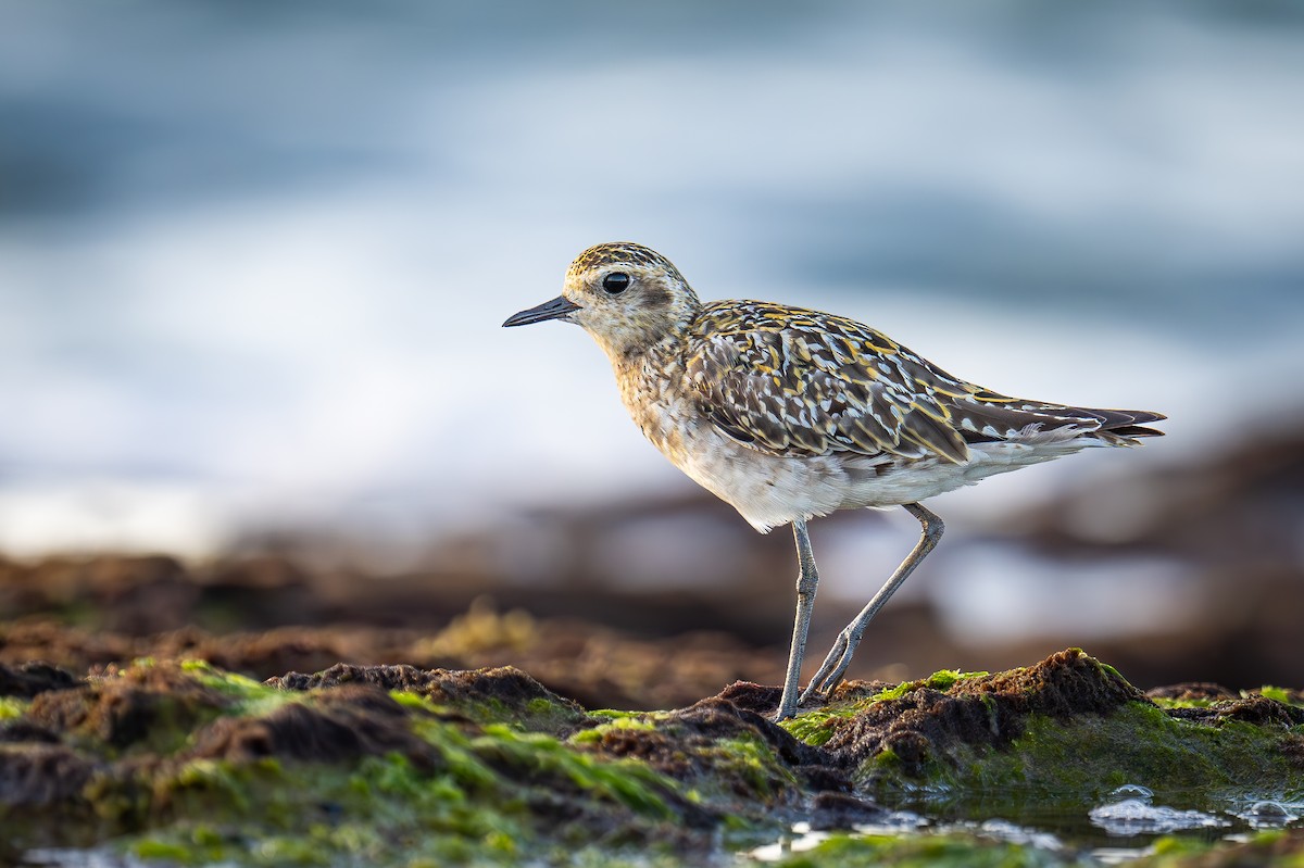 Pacific Golden-Plover - ML623948101