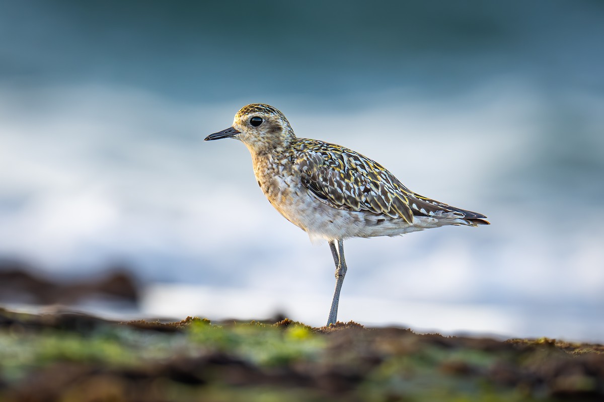 Chorlito Dorado Siberiano - ML623948102