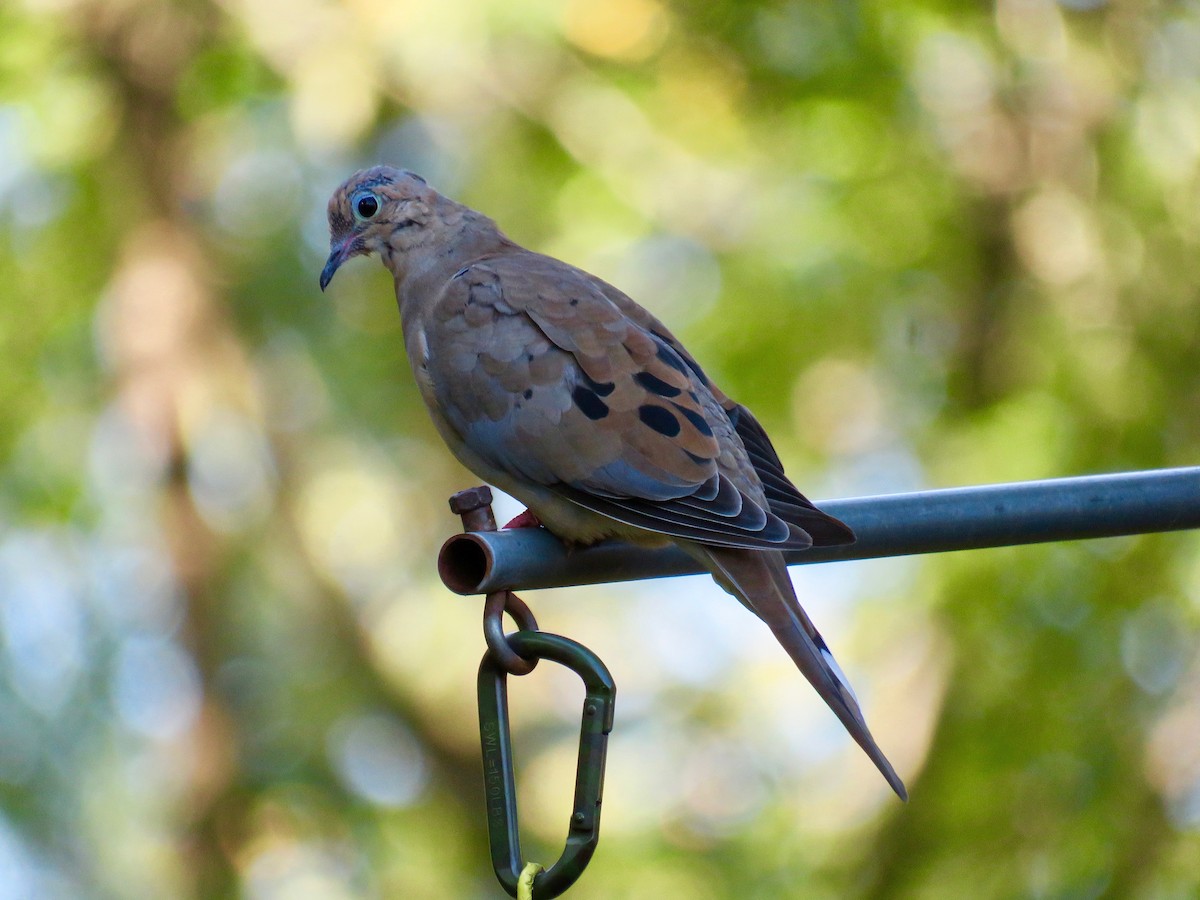 Mourning Dove - ML623948105