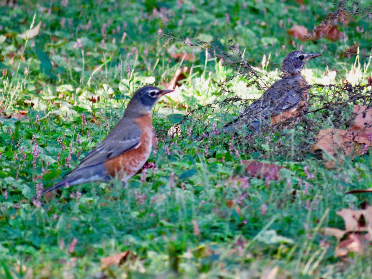 American Robin - ML623948119