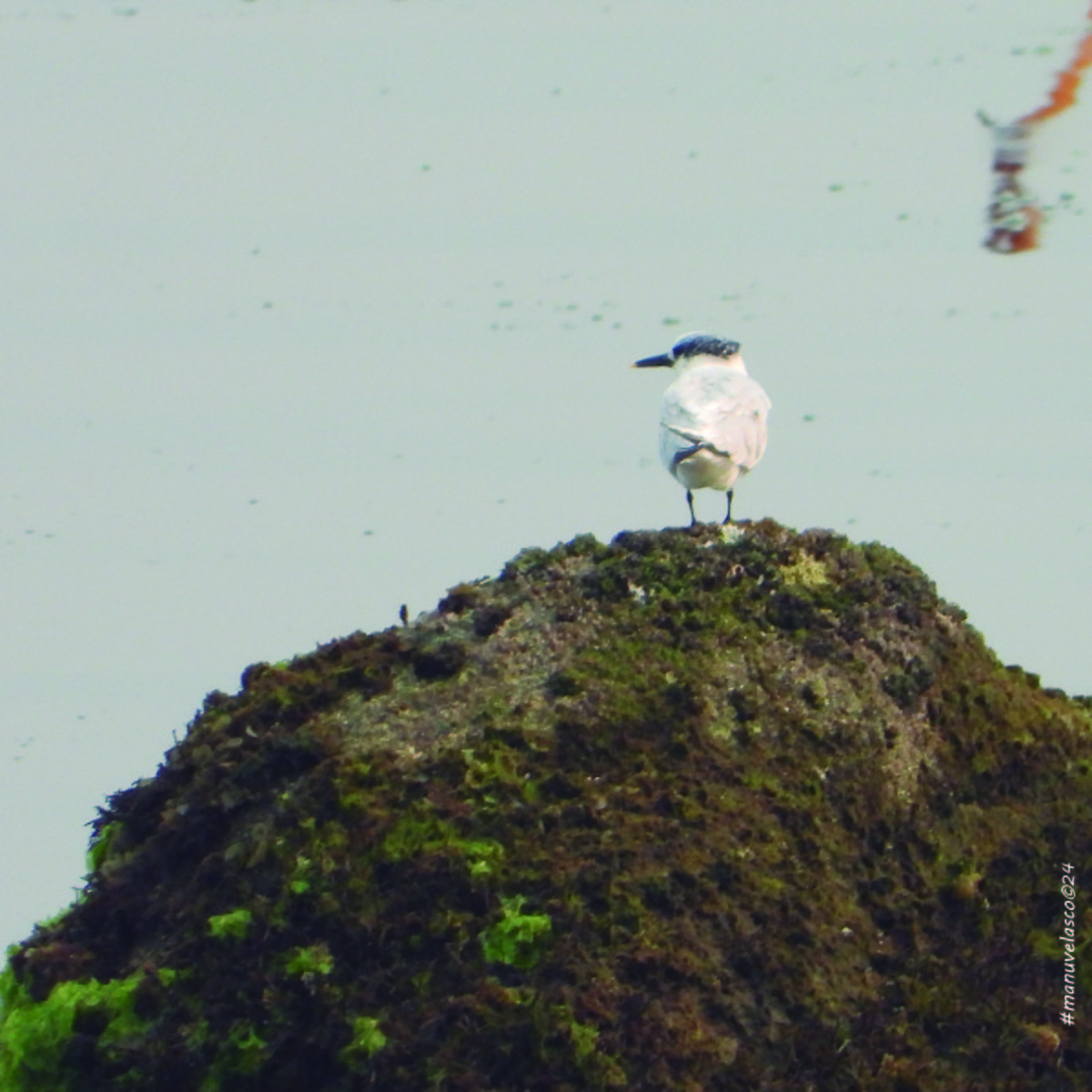 Sandwich Tern - ML623948124