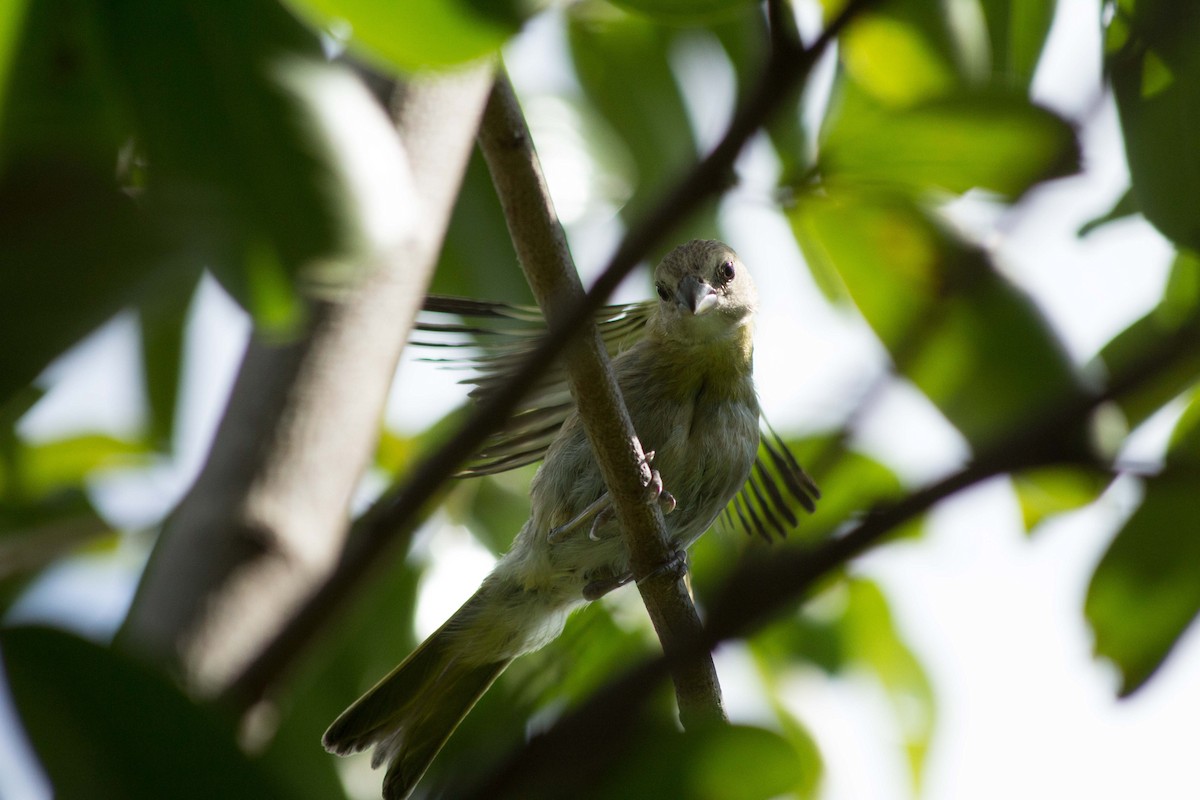 Saffron Finch - Lázaro Barreto