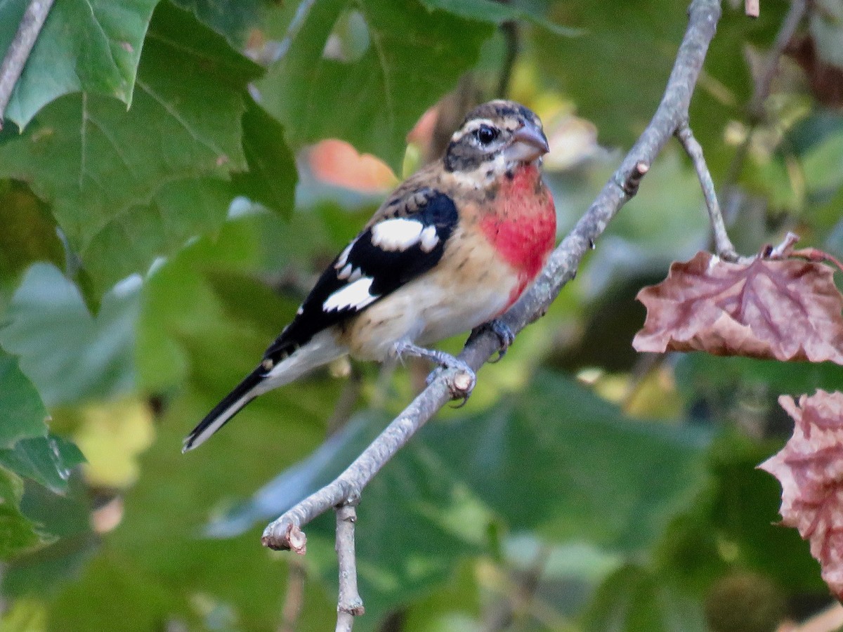 Rose-breasted Grosbeak - ML623948147