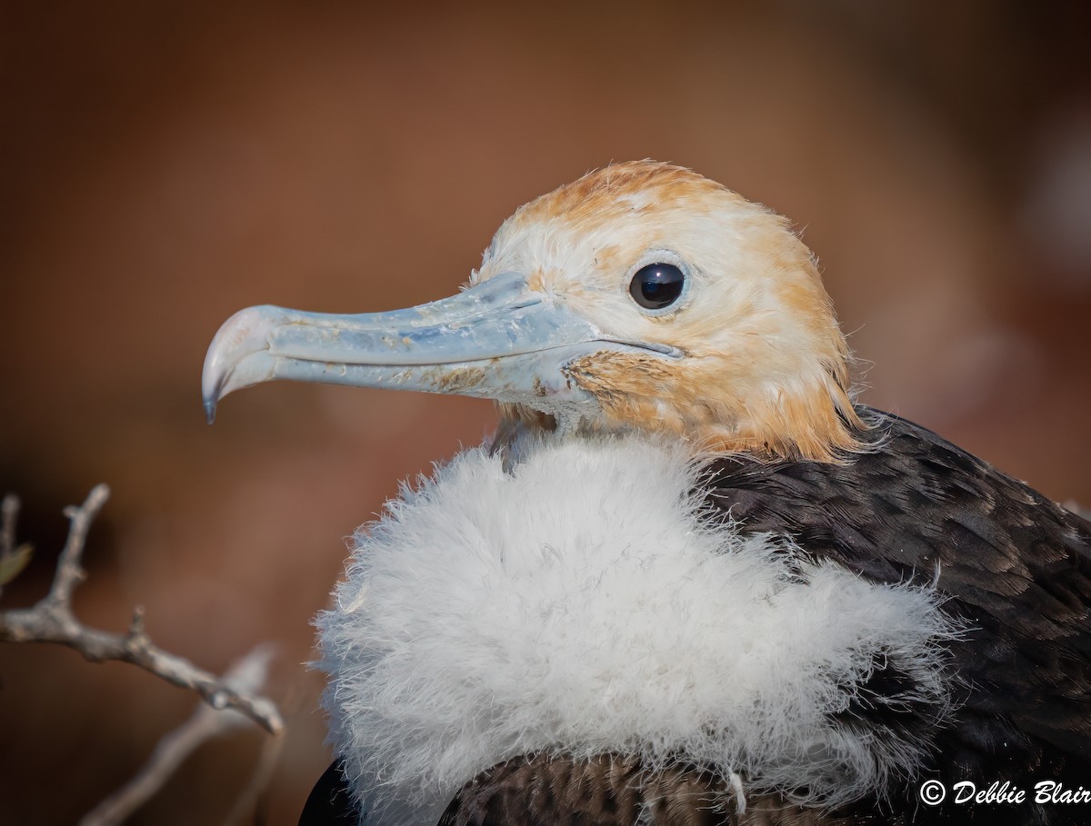 Great Frigatebird - ML623948164