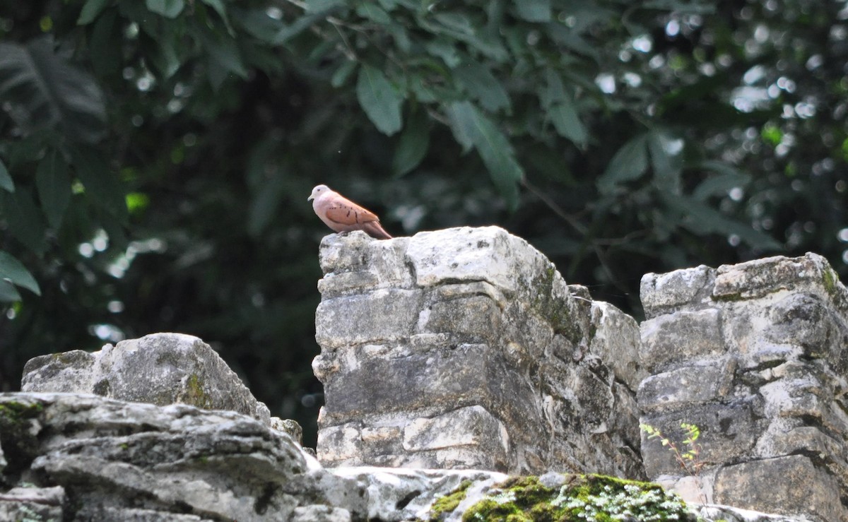 Ruddy Ground Dove - ML623948168