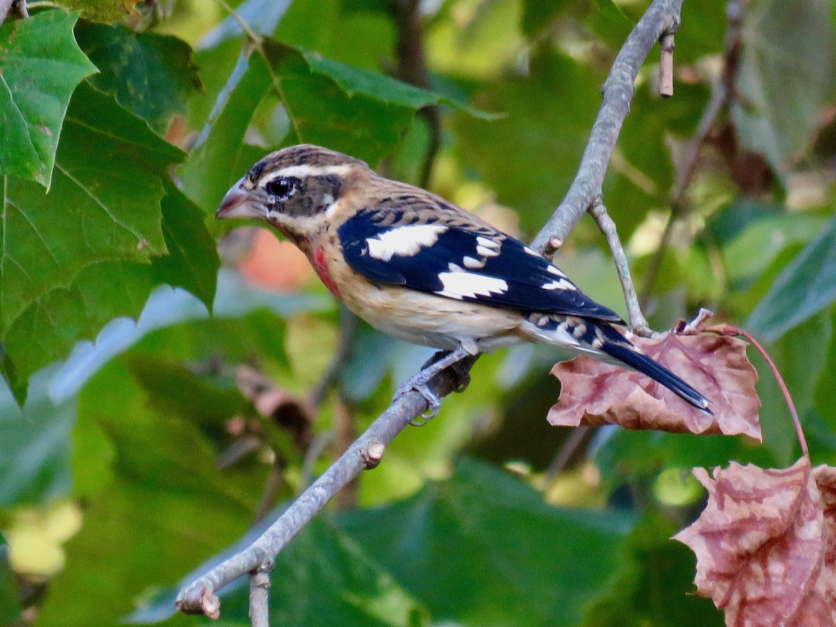 Rose-breasted Grosbeak - ML623948178