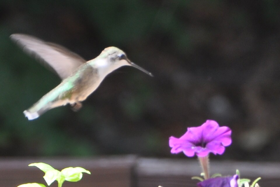 Colibri à gorge rubis - ML623948191