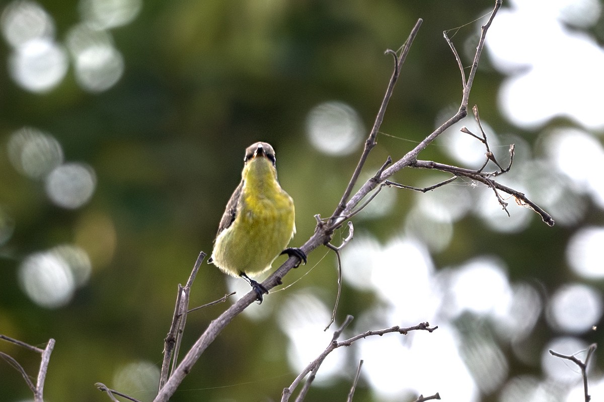 Purple Sunbird - Vivek Saggar