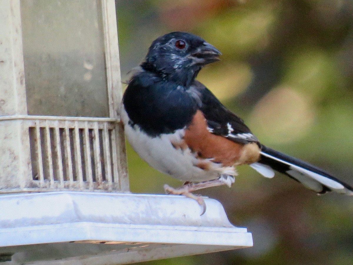 Eastern Towhee - ML623948196