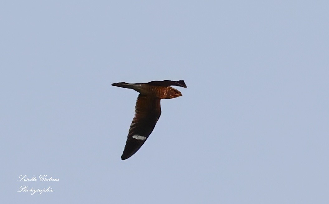 Common Nighthawk - Lisette Croteau