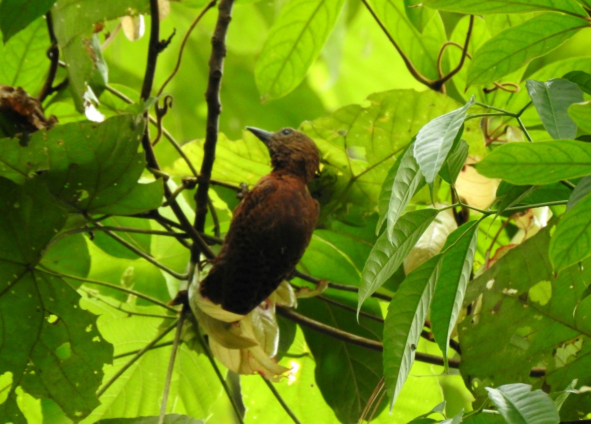 Rufous Woodpecker - YM Liew