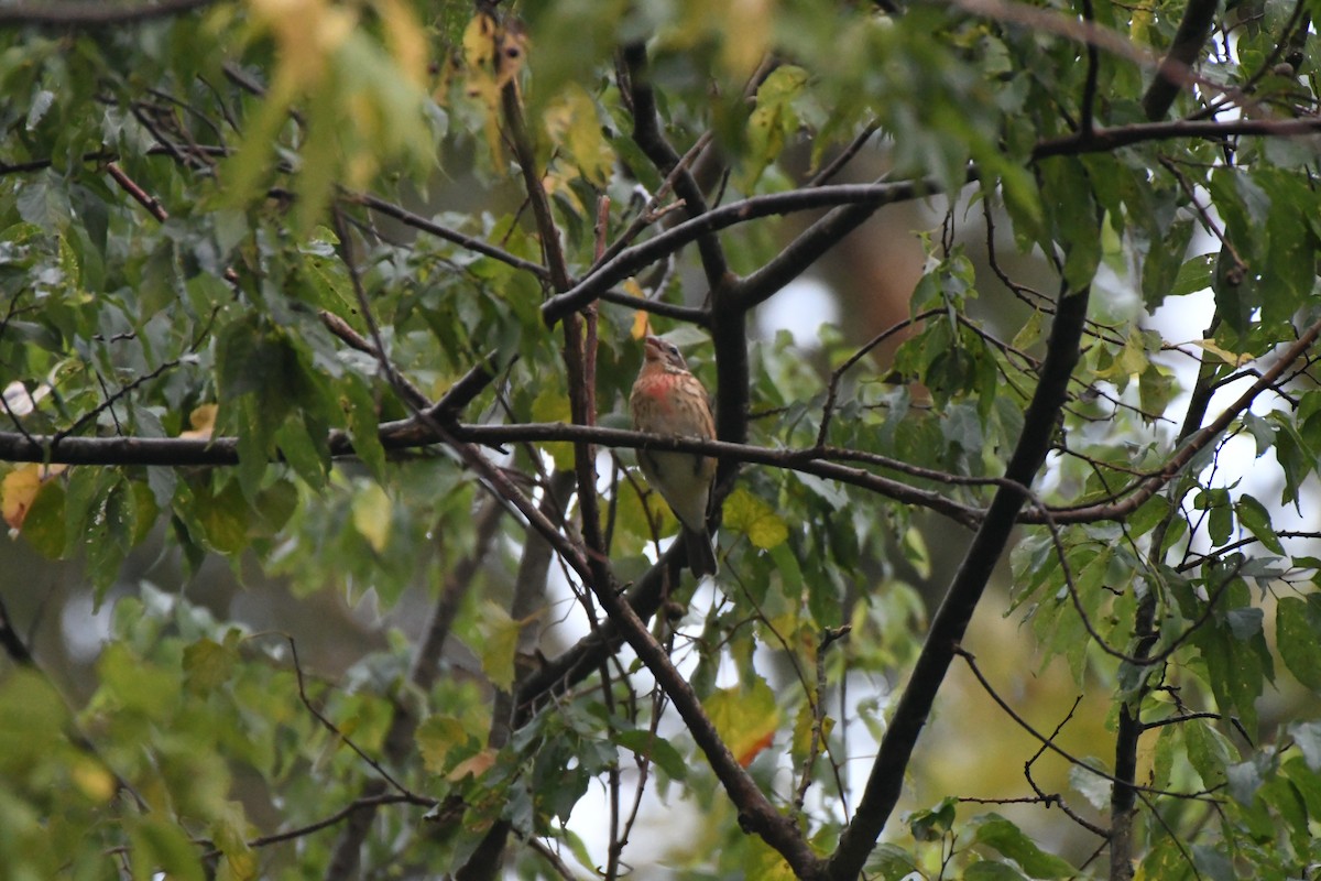 Rose-breasted Grosbeak - ML623948228