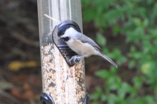 Carolina Chickadee - ML623948234