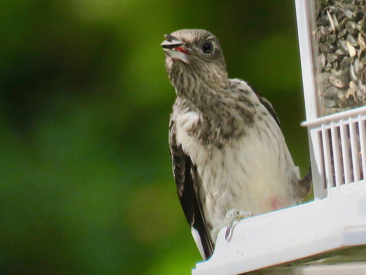 Red-headed Woodpecker - ML623948236