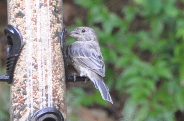 House Finch - ML623948260