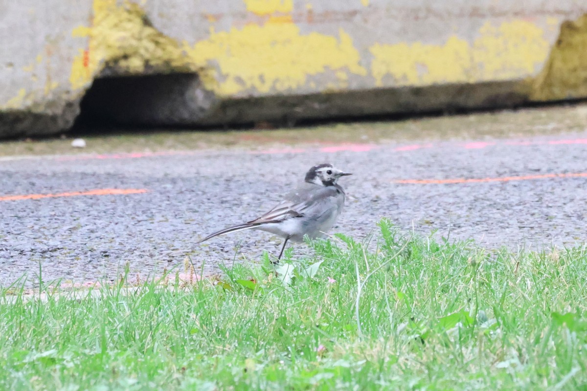 White Wagtail (British) - ML623948261