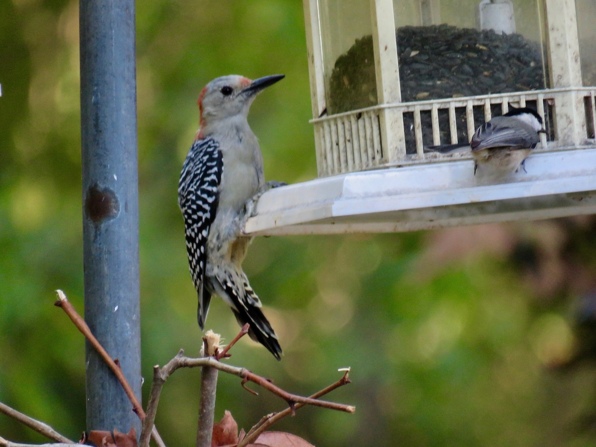 Red-bellied Woodpecker - ML623948267