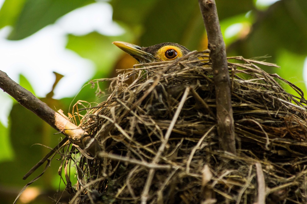 Spectacled Thrush - ML623948273