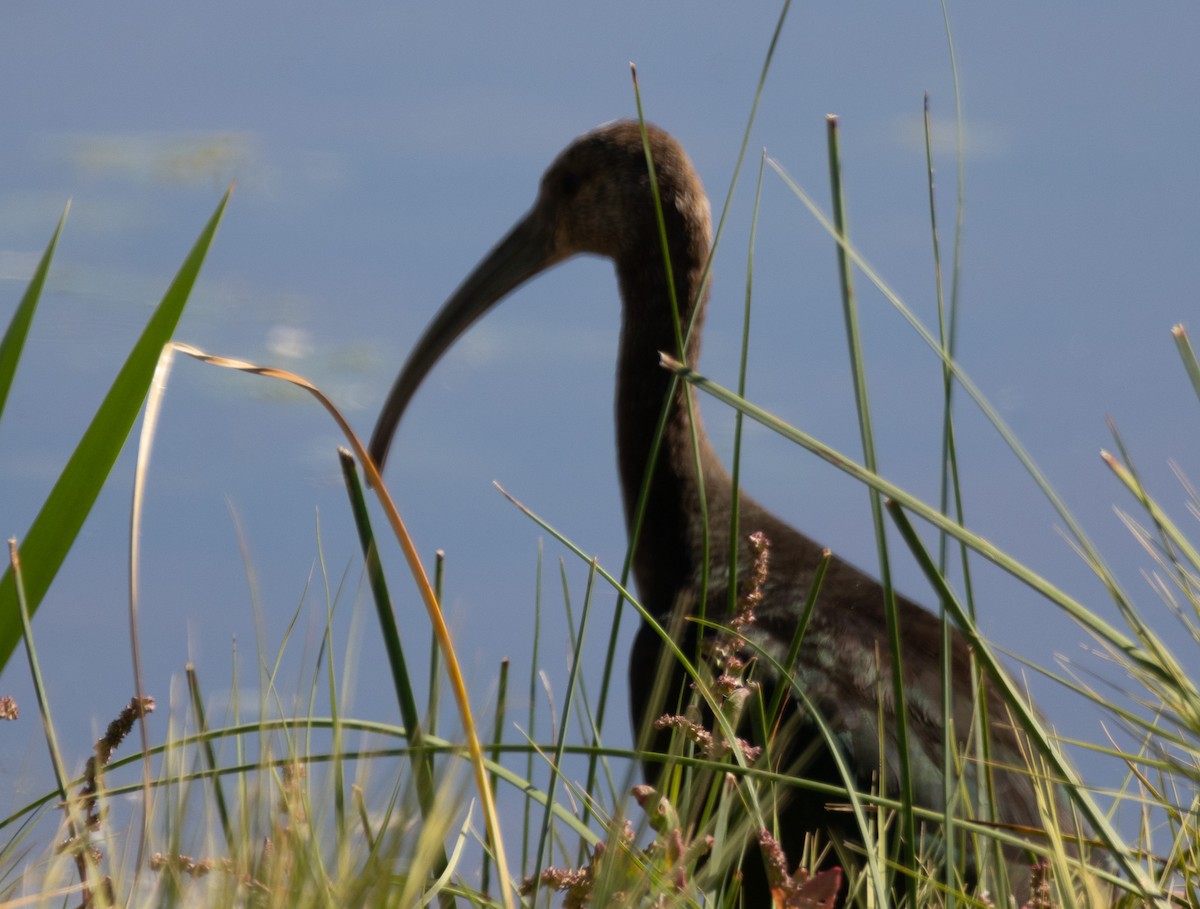 White-faced Ibis - ML623948282