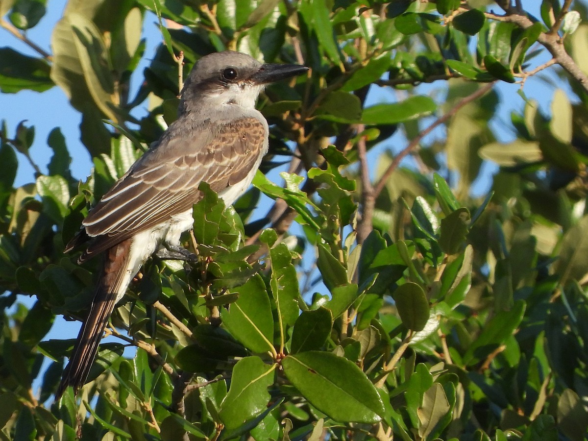 Gray Kingbird - Vickie Amburgey