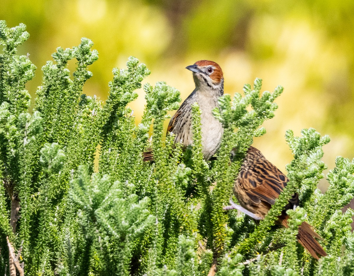 Cape Grassbird - ML623948302