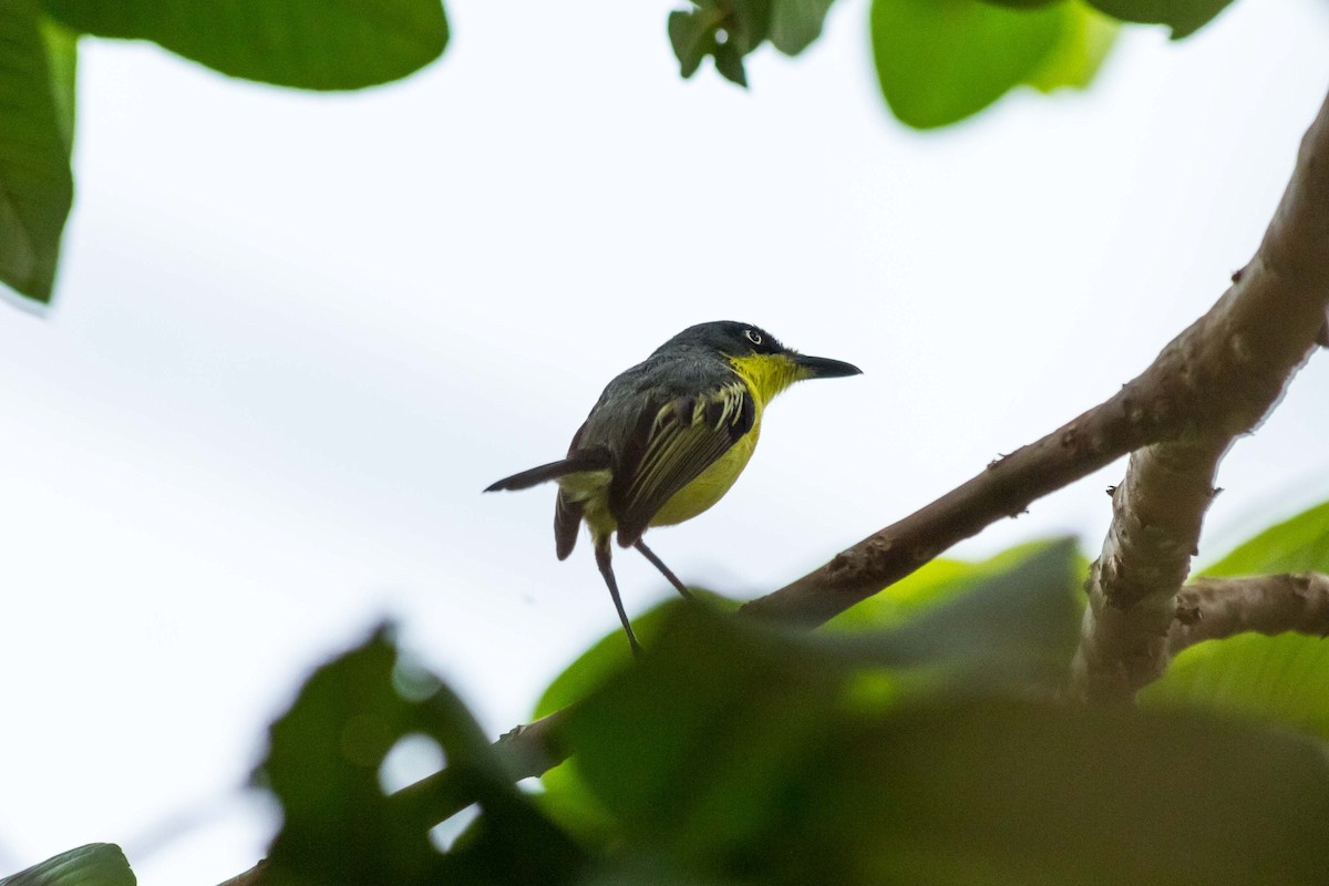 Common Tody-Flycatcher - ML623948306