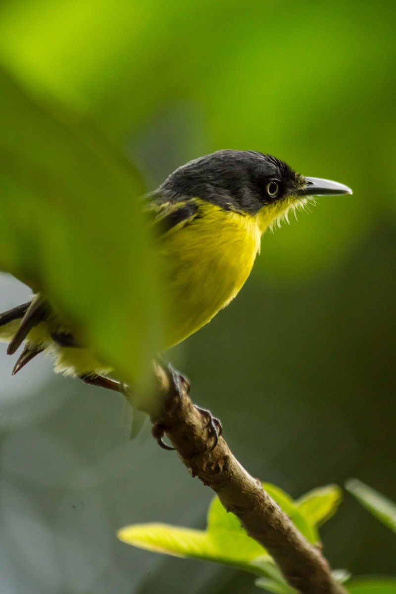 Common Tody-Flycatcher - ML623948307