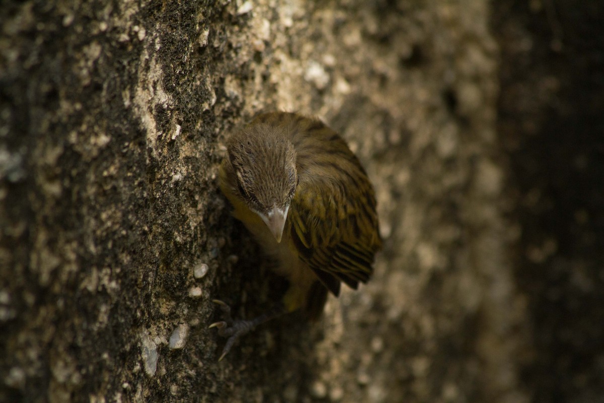 Saffron Finch - Lázaro Barreto