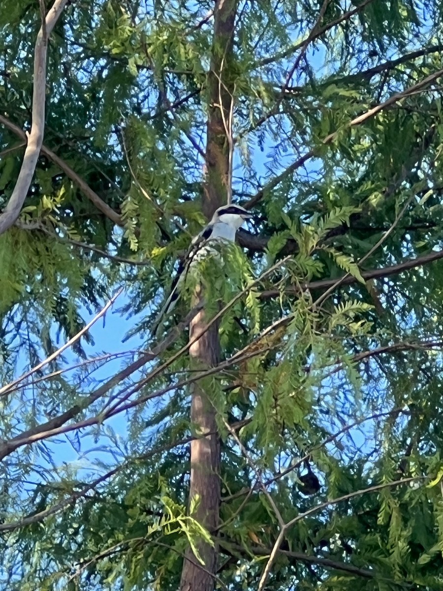 Loggerhead Shrike - ML623948314