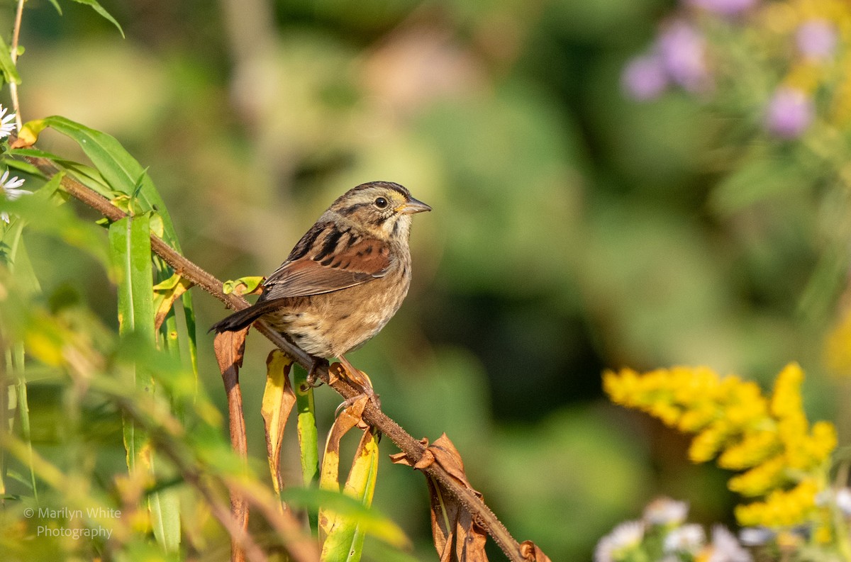 Swamp Sparrow - ML623948316