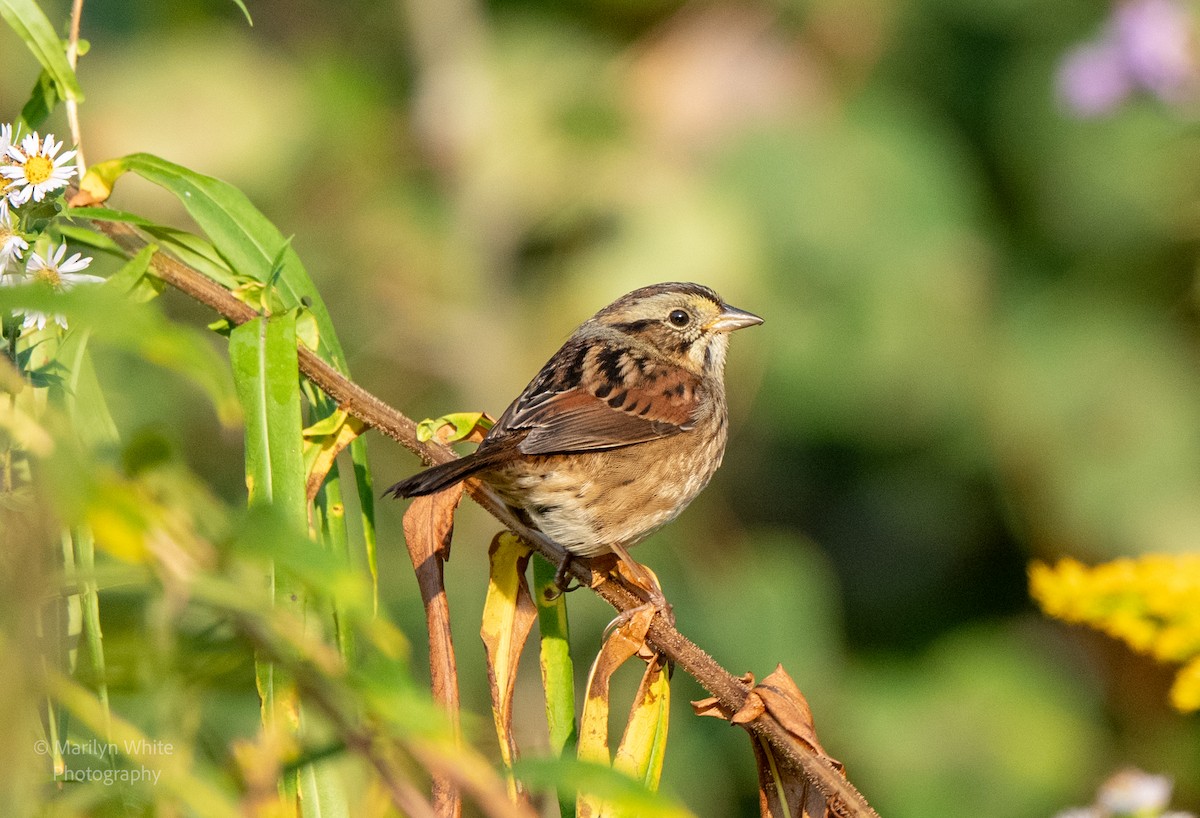 Swamp Sparrow - ML623948322