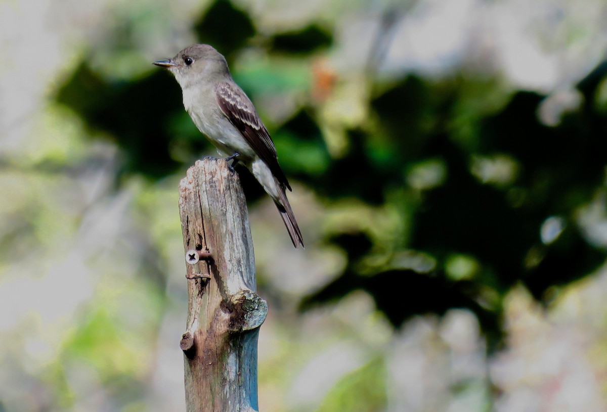 Eastern Wood-Pewee - ML623948332