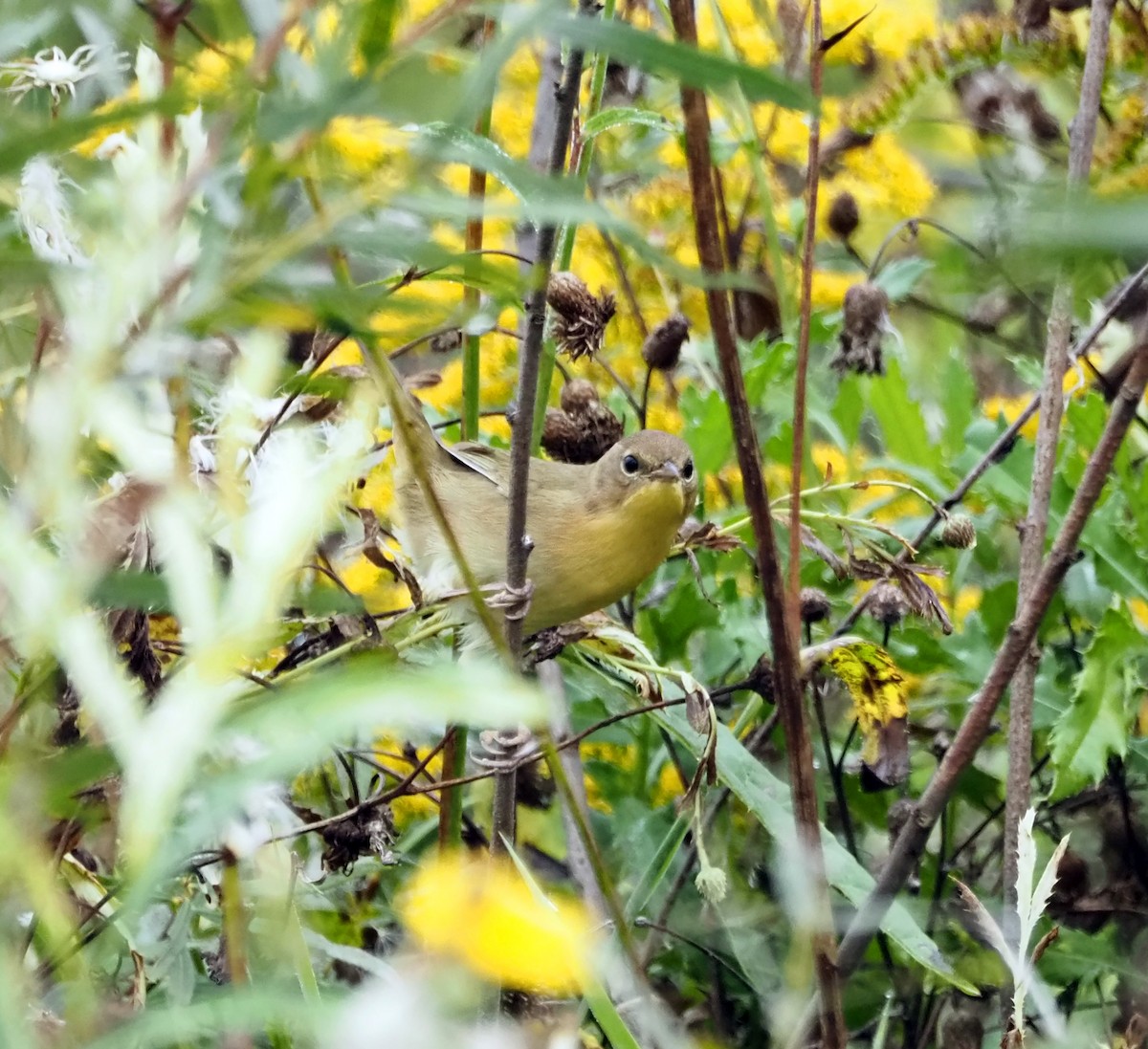 Common Yellowthroat - Wendy Conrad