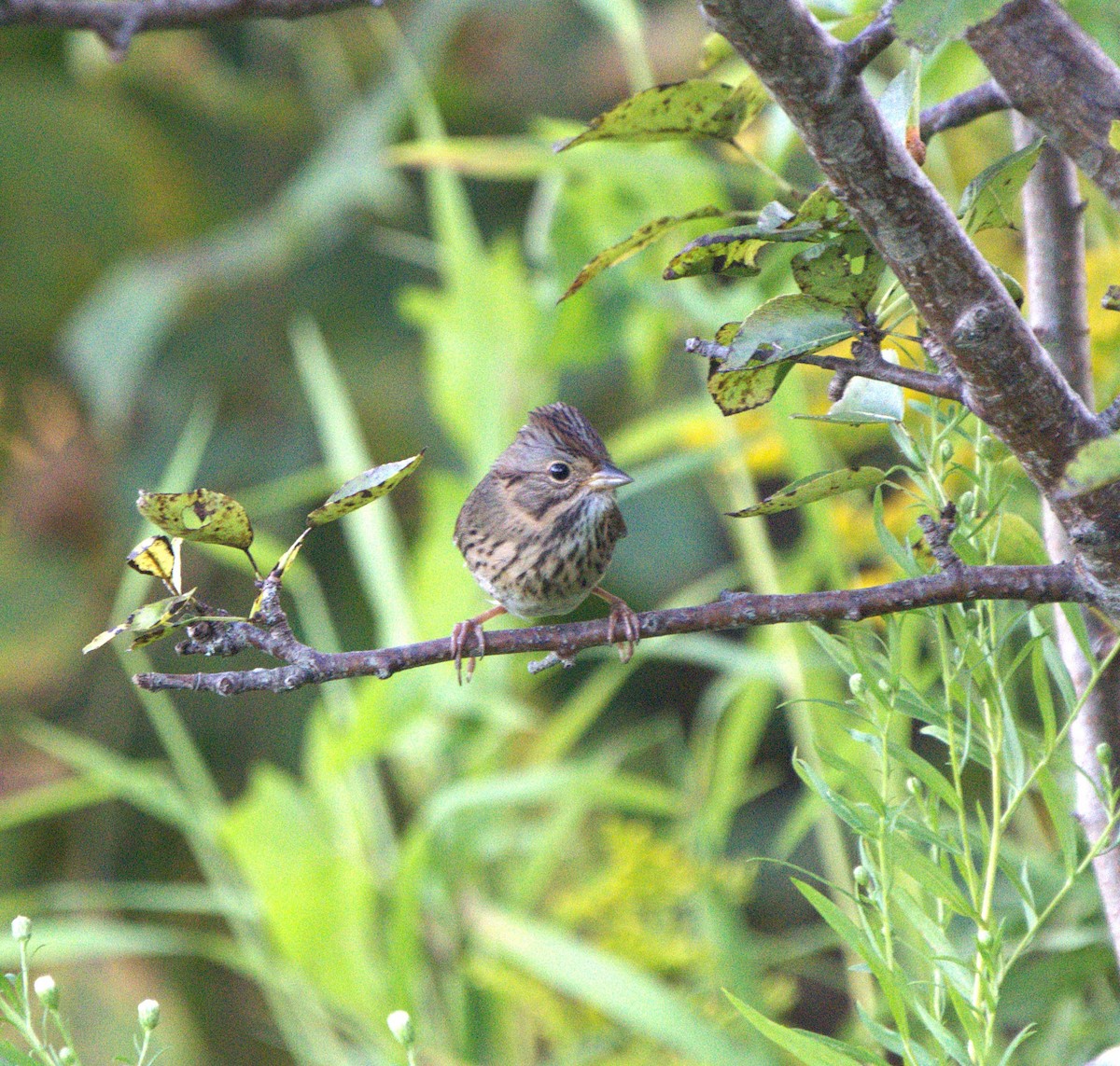 Lincoln's Sparrow - ML623948351