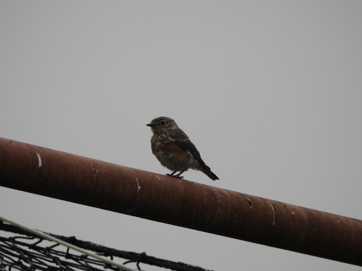 Eastern Bluebird - ML623948365