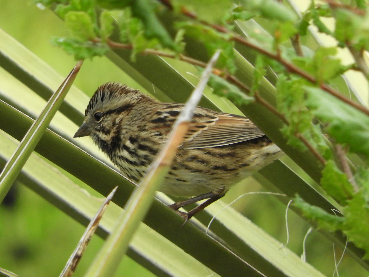 Song Sparrow - ML623948366