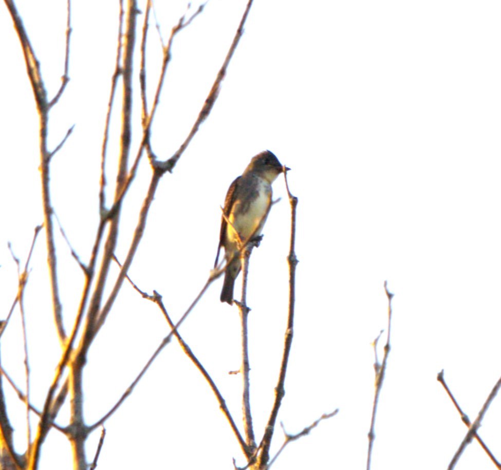 Olive-sided Flycatcher - ML623948397