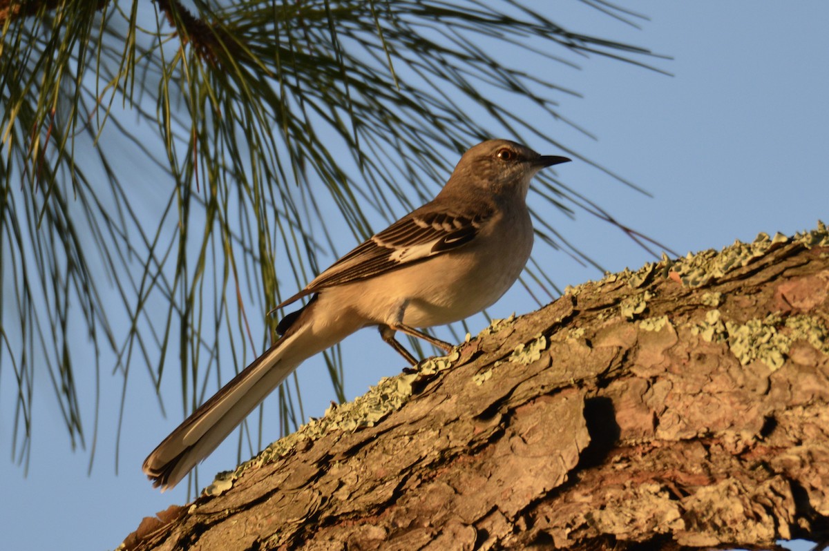 Northern Mockingbird - ML623948440