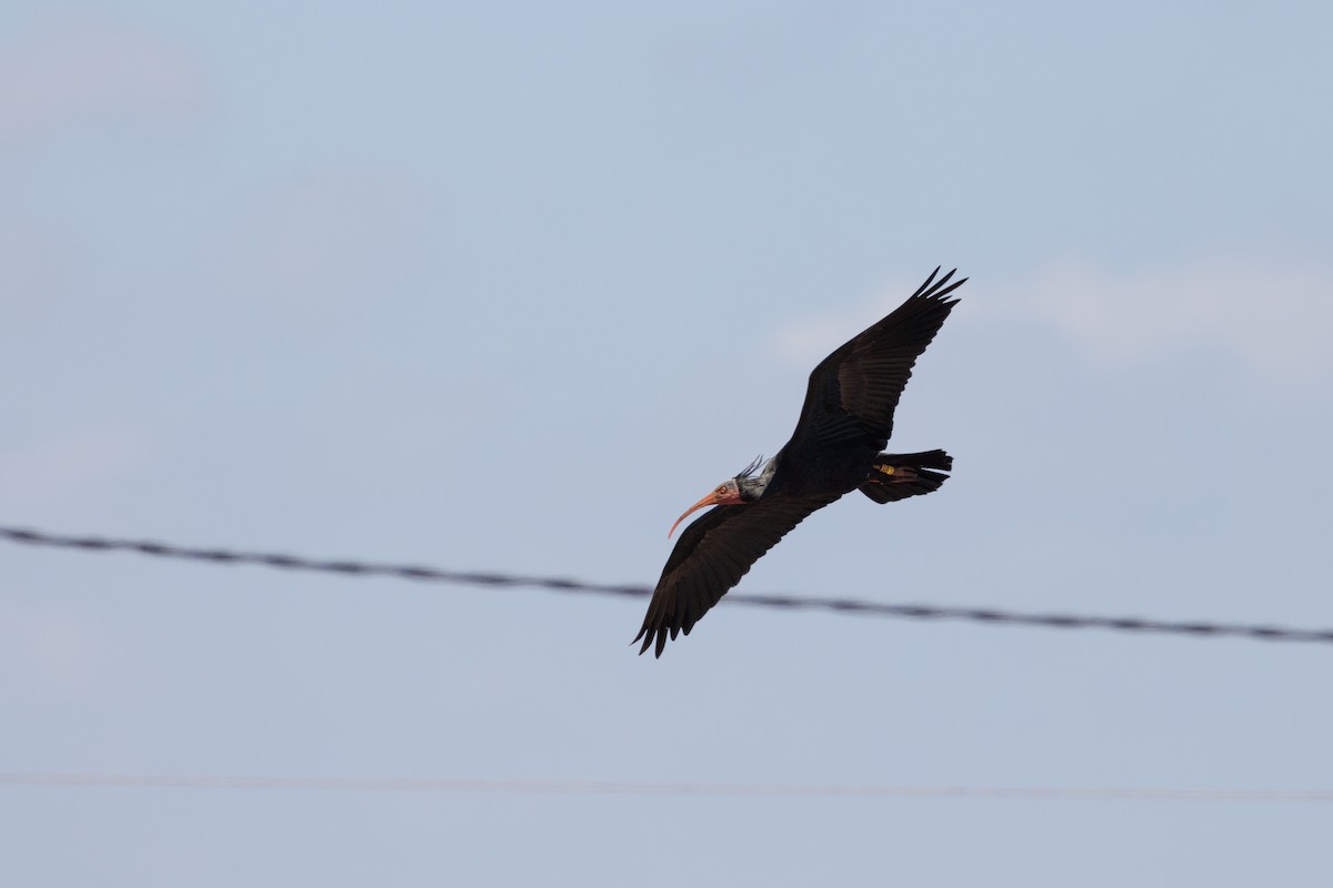 Northern Bald Ibis - ML623948445