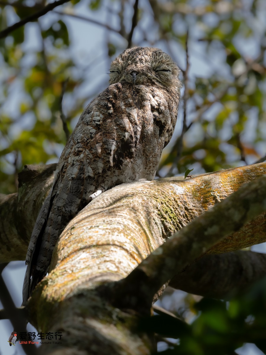 Great Potoo - Shigui Huang