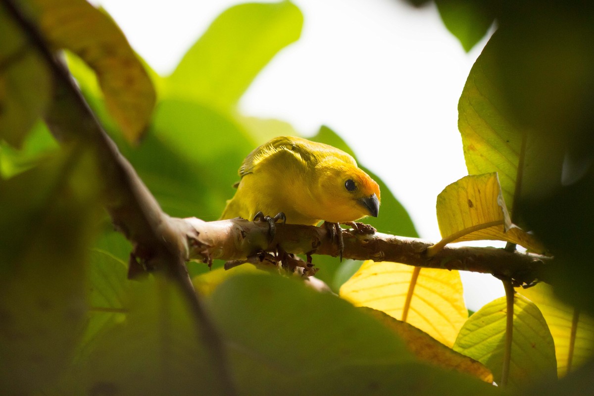 Saffron Finch - ML623948457