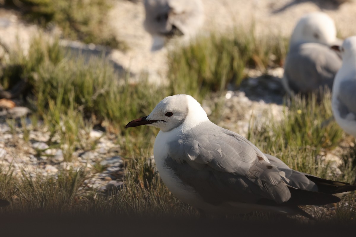 Gray-hooded Gull - ML623948471