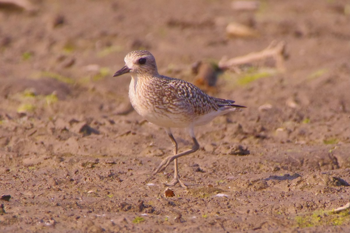 Black-bellied Plover - Lowell Goudge